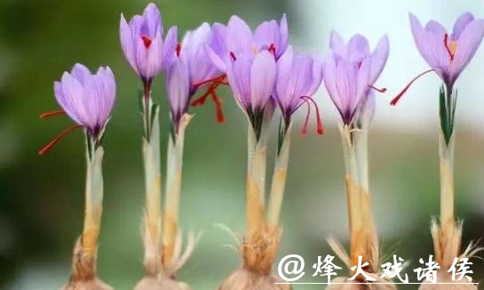 农业用上区块链，崇明藏红花有了“数字身份证”