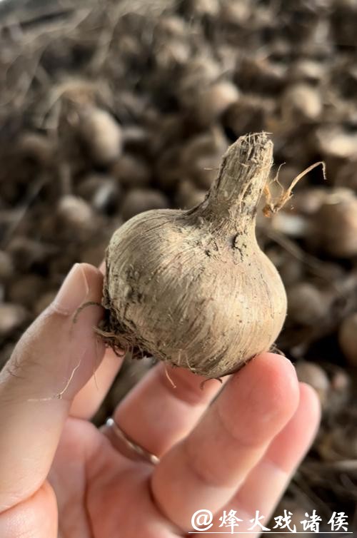 农业用上区块链，崇明藏红花有了“数字身份证”